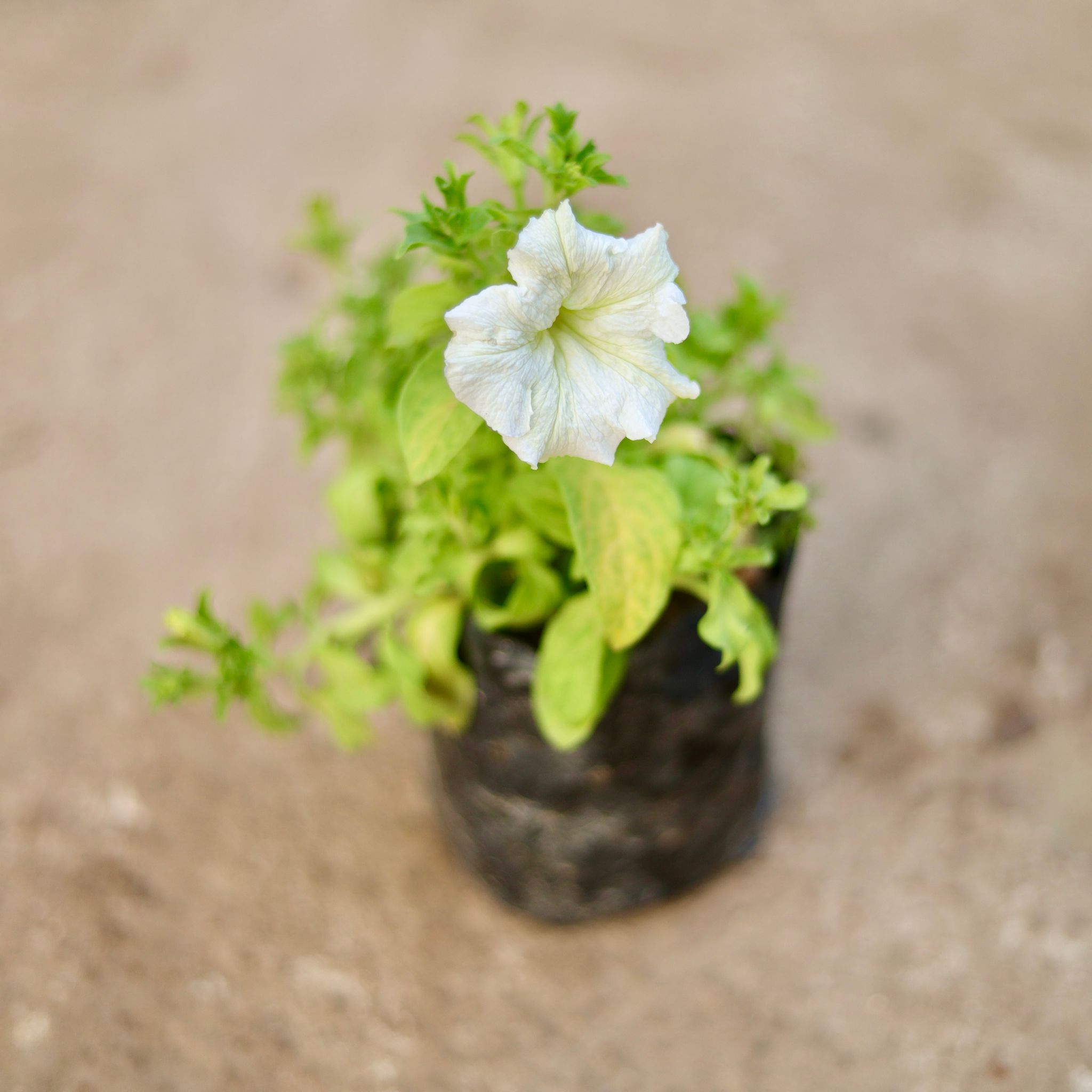 Petunia White in 4 Inch Nursery Bag