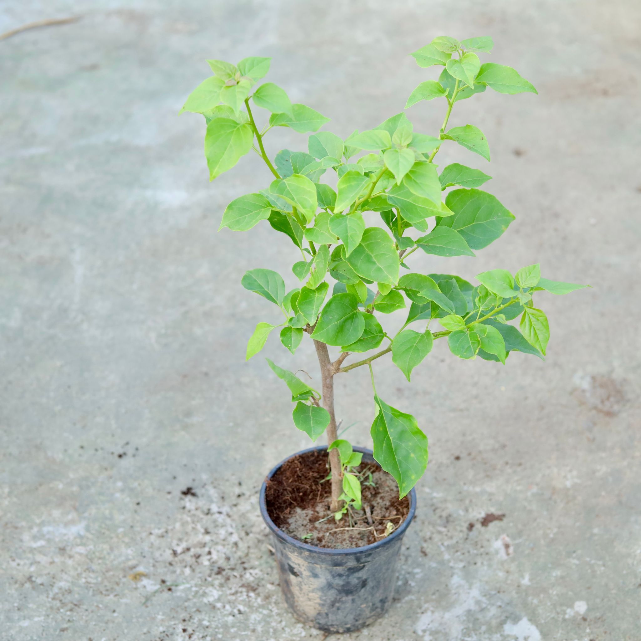 Bougainvillea (any colour) in 6 Inch Black Nursery Pot