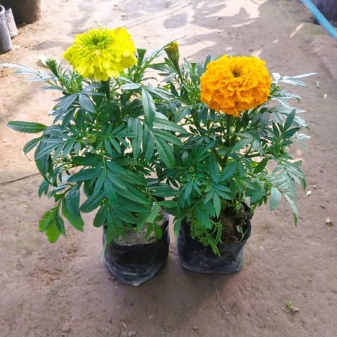 Set of 2 - Marigold / Genda (any colour) in 4 Inch Nursery Bag