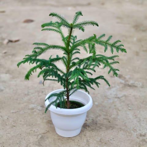 Araucaria / Christmas Tree in 8 Inch Classy White Plastic Pot
