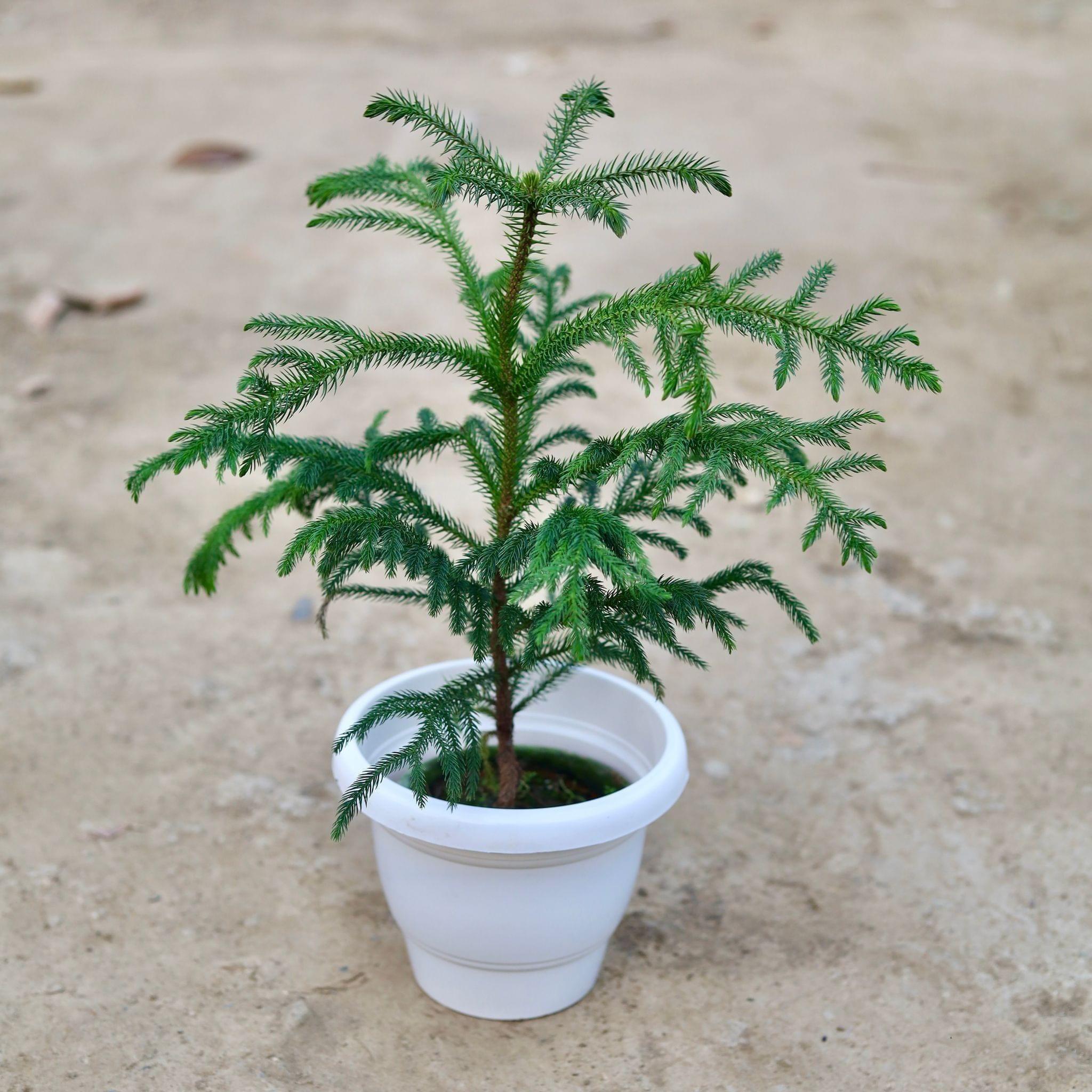Araucaria / Christmas Tree in 8 Inch Classy White Plastic Pot