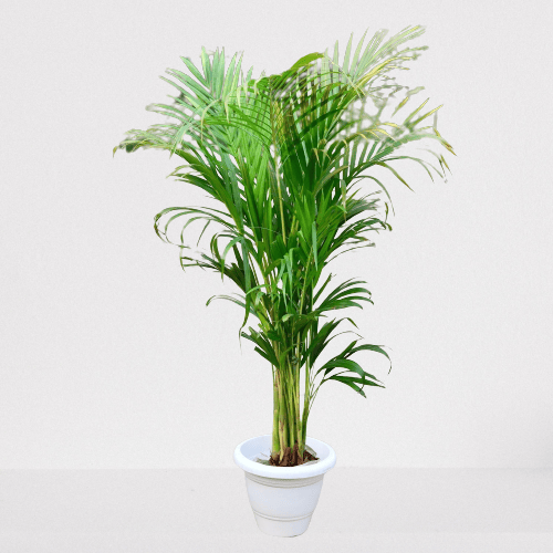 Areca Palm (~ 3 - 4 Ft) in 10 Inch Classy White Plastic Pot Areca Palm (~ 3 - 4 Ft) in 10 Inch Classy White Plastic Pot