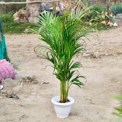 Buy Areca Palm (~ 3 - 4 Ft) in 10 Inch Classy White Plastic Pot Online | Urvann.com