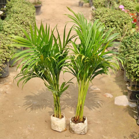 Set of 2 - Areca Palm (~ 3 - 4 Ft) in 8 Inch Nursery Bag