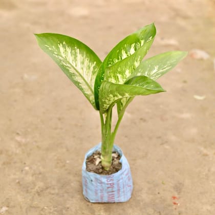 Buy Dieffenbachia in 8 Inch Nursery Bag Online | Urvann.com