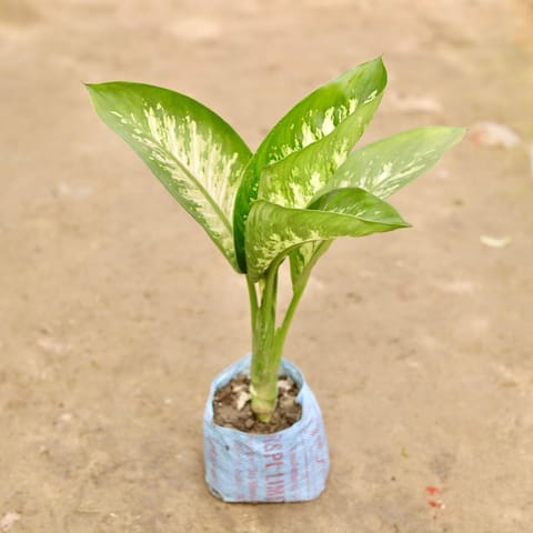 Dieffenbachia in 8 Inch Nursery Bag