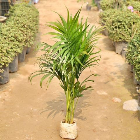 Areca Palm (~ 3 - 4 Ft) in  Inch Live Plant Nursery Bag