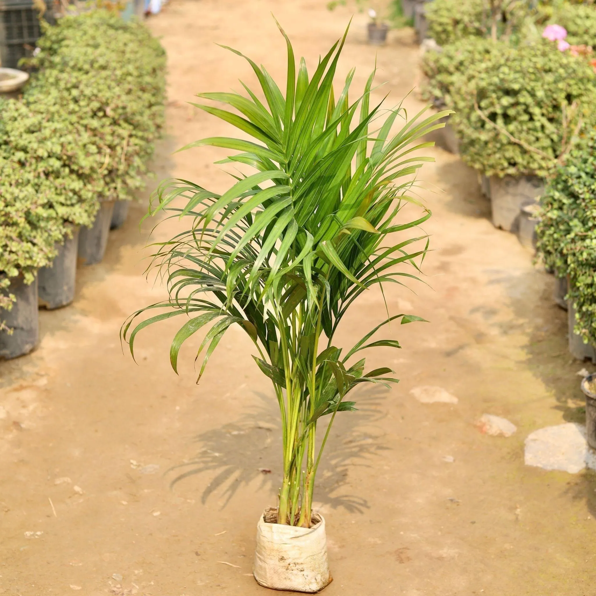 Areca Palm (~ 3 - 4 Ft) in  Inch Nursery Bag