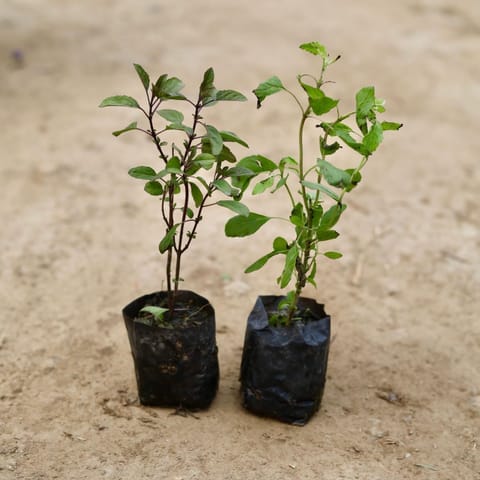 Set of 2 - Tulsi (Rama & Shyama) in 3 Inch Live Plant Nursery Bag