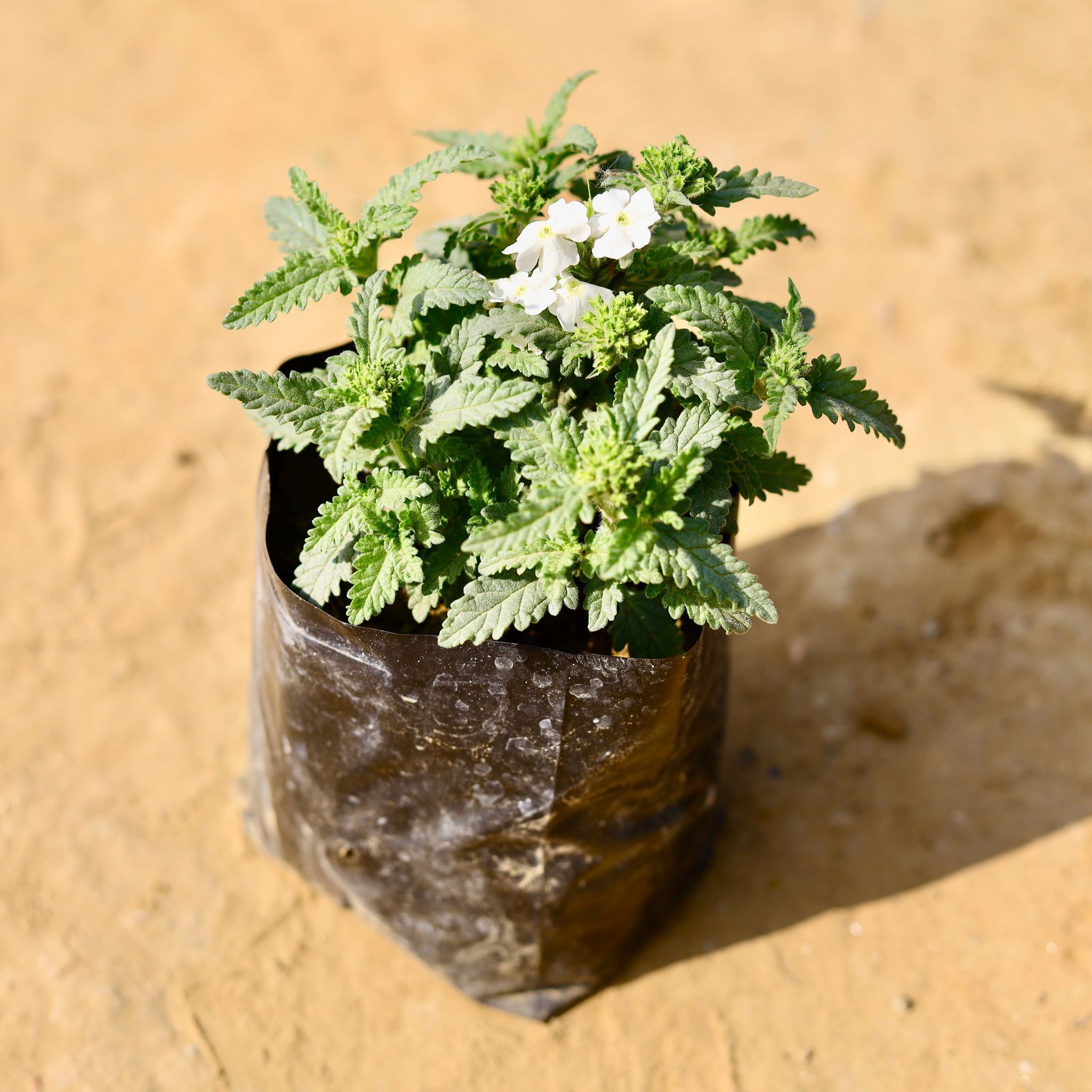 Verbena white in 3 Inch Nursery Bag