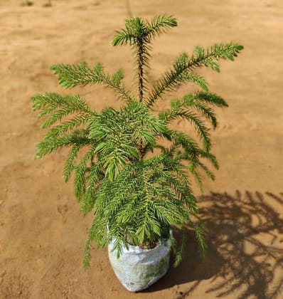 Buy Araucaria in 5 Inch Nursery Bag Online | Urvann.com