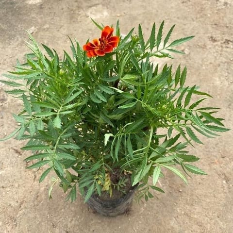 French Marigold / Genda (Any Colour) in 6 Inch Nursery Bag