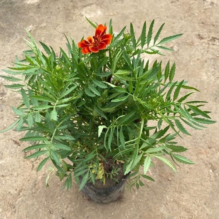 French Marigold / Genda (Any Colour) in 6 Inch Nursery Bag