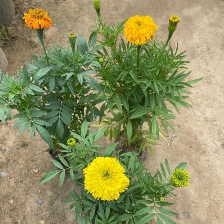 Set of 3 - Marigold / Genda (any colour) in 6 Inch Nursery Bag