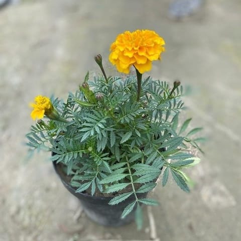 Marigold French (any colour) in 6 Inch Nursery Pot
