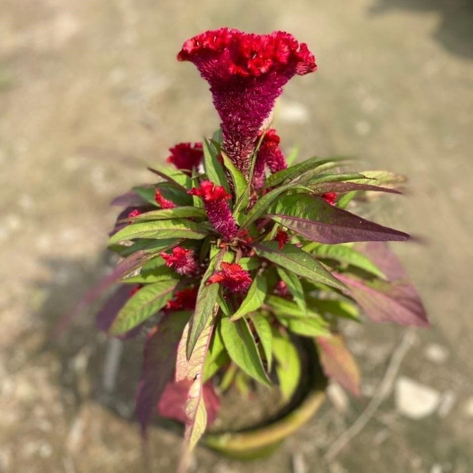 Celosia / Cockscomb (any colour) in 8 Inch Nursery Pot