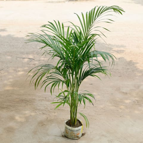 Areca Palm in 8 Inch Nursery Bag (~3.5 ft)