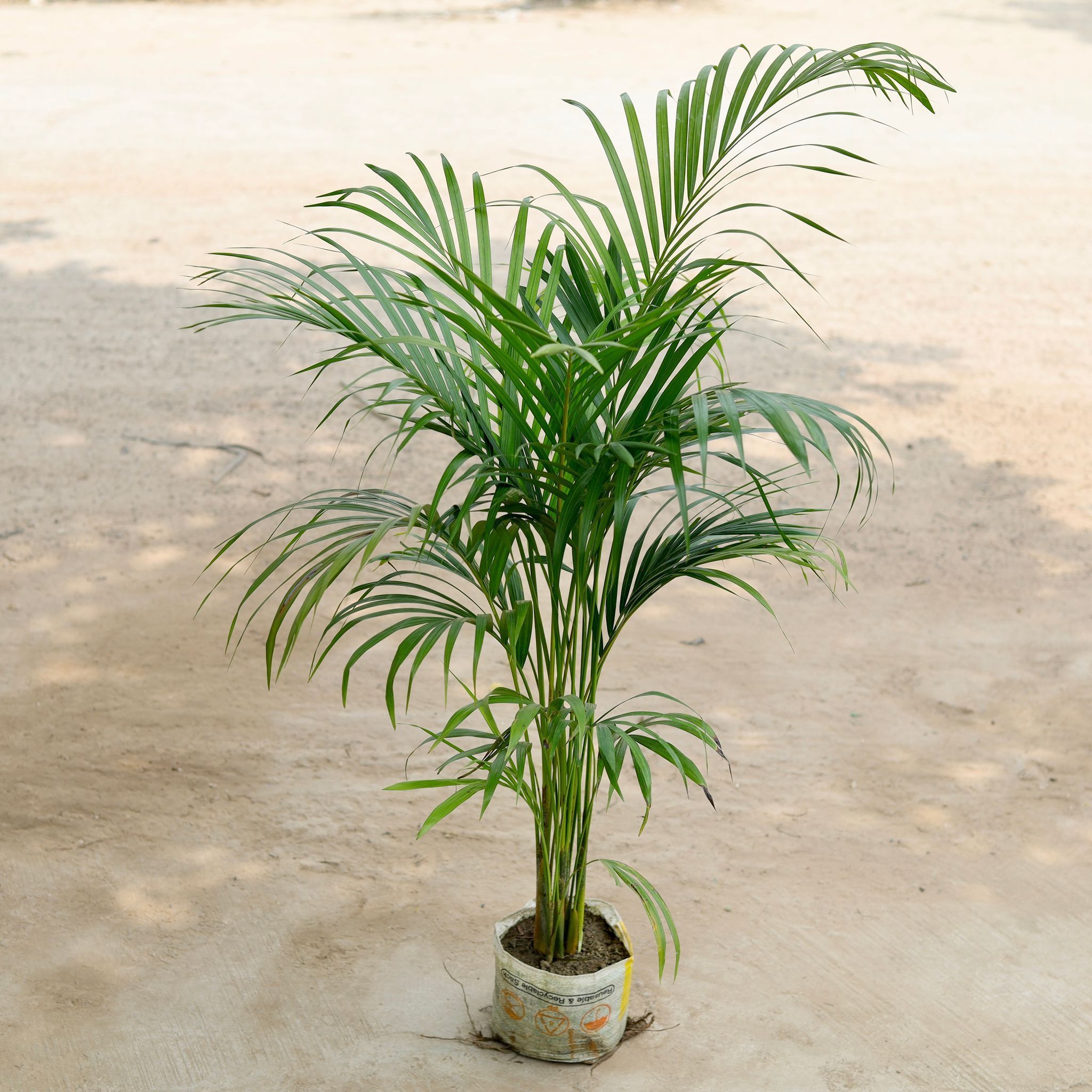 Areca Palm in 8 Inch Nursery Bag (~3.5 ft)