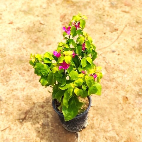 Bougainvillea (Any Colour) in 6 Inch Nursery Pot