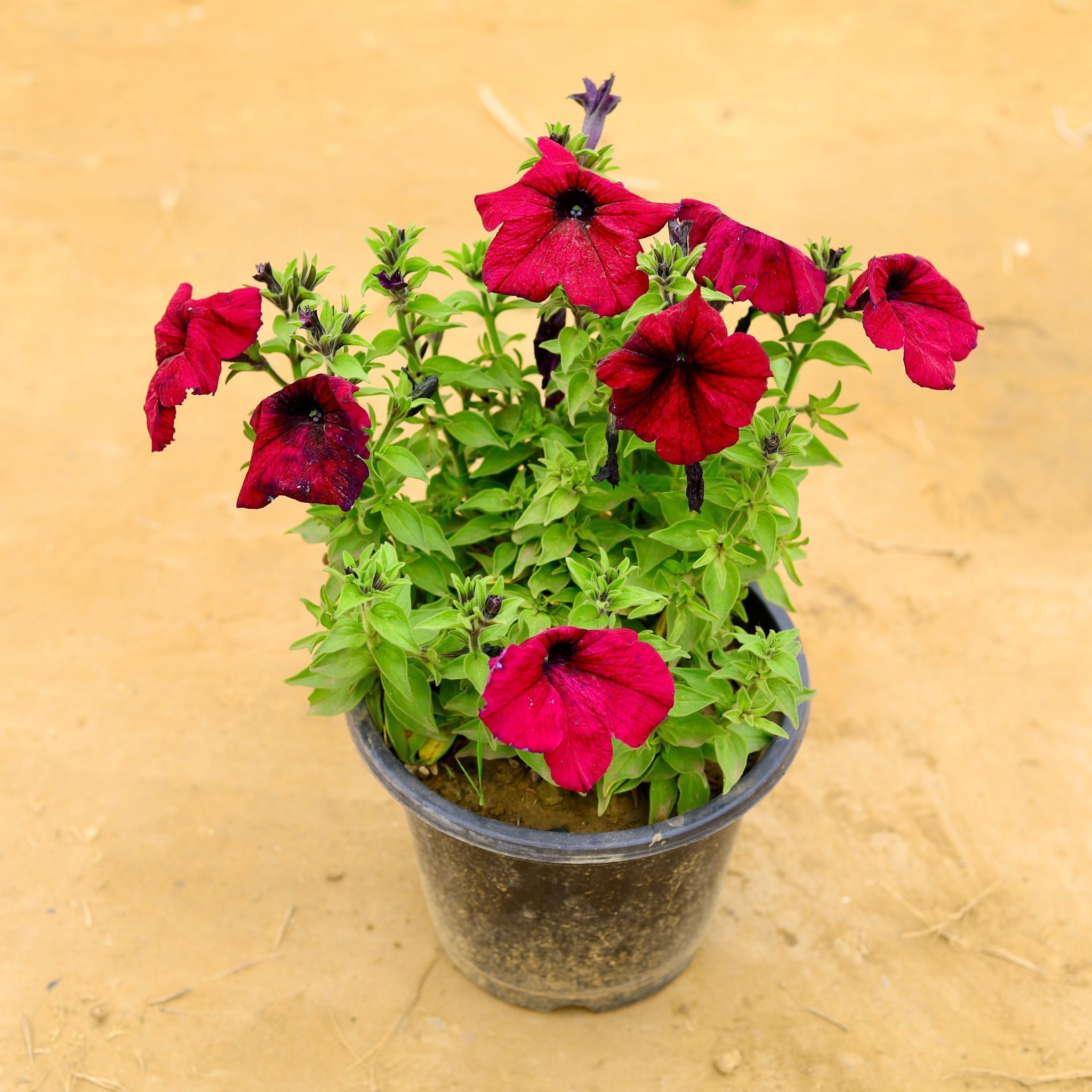 Petunia Red in 8 Inch Nursery Pot