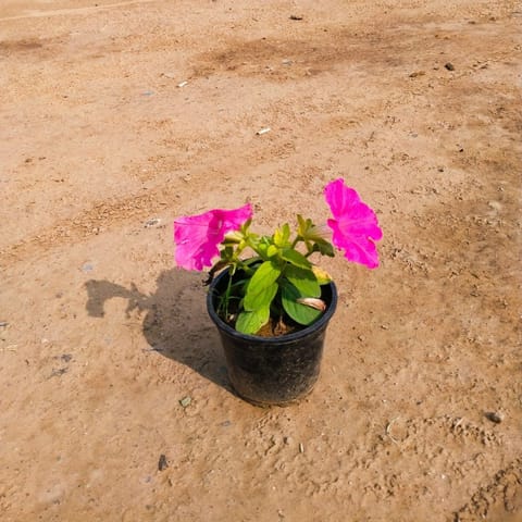 Petunia Pink in 8 Inch Nursery Pot
