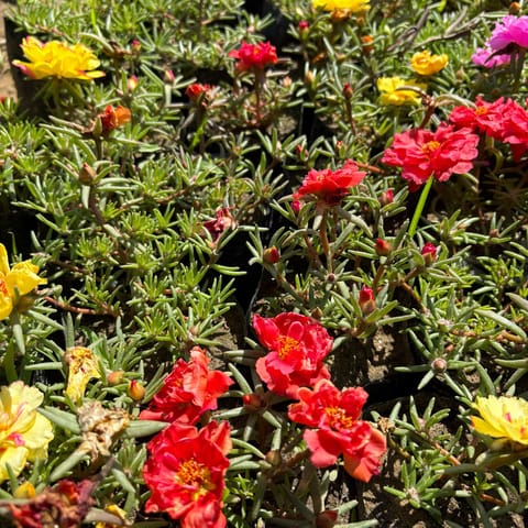Portulaca Moss rose (any colour) in 4 Inch Nursery Bag