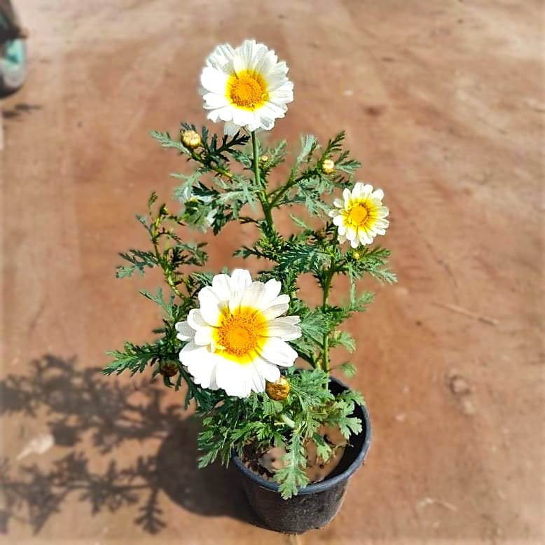 Baboon Flower (any colour) in 6 Inch Nursery Pot