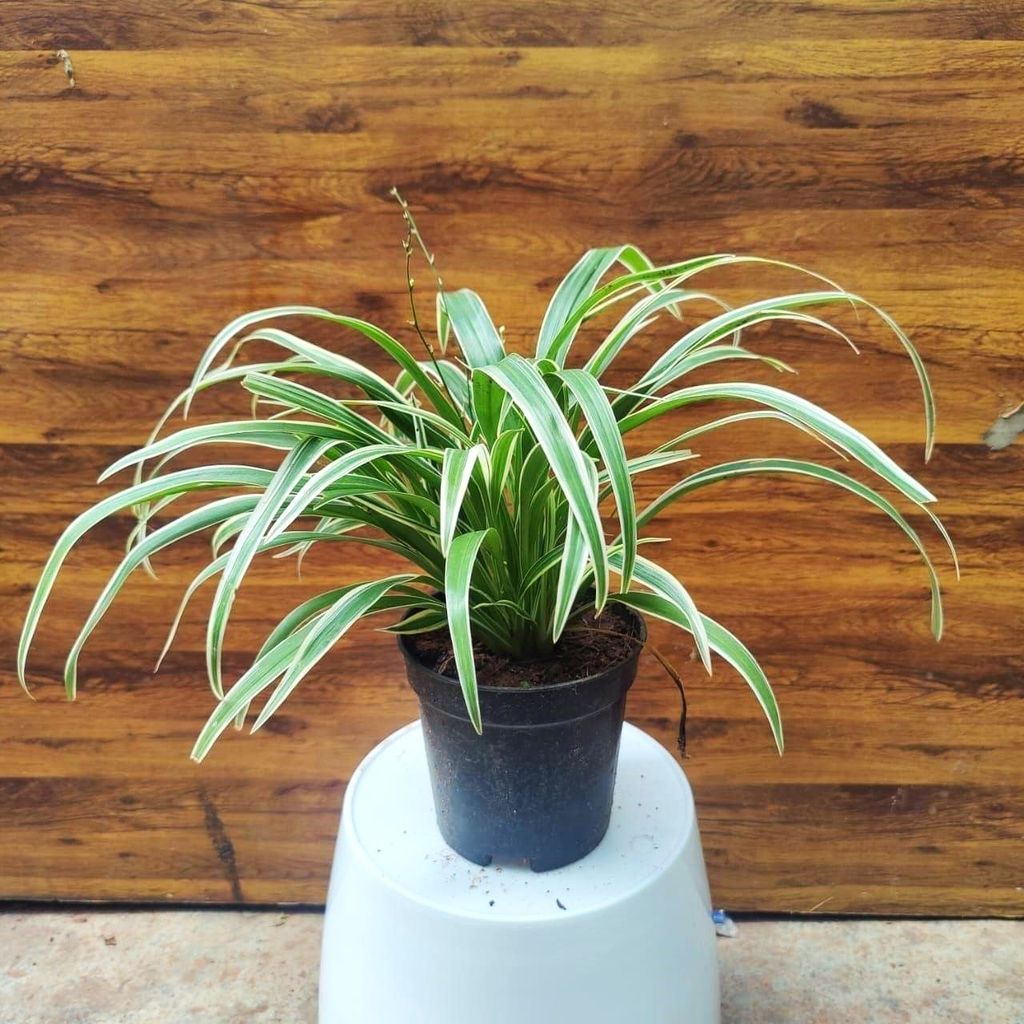 Spider Plant in 6 Inch Nursery Pot Spider Plant in 6 Inch Nursery Pot