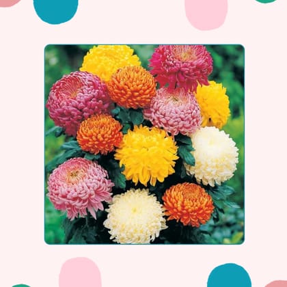 Free Gift - Chrysanthemum Mixed Seeds - Excellent Germination - Flash Sale