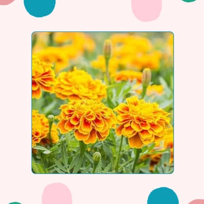 Free Gift - French Marigold Seeds - Excellent Germination - Flash Sale