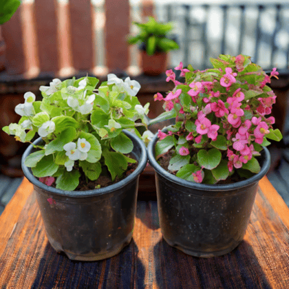 Set Of 2 - Begonia (Any Colour) in 6 Inch Nursery Pot