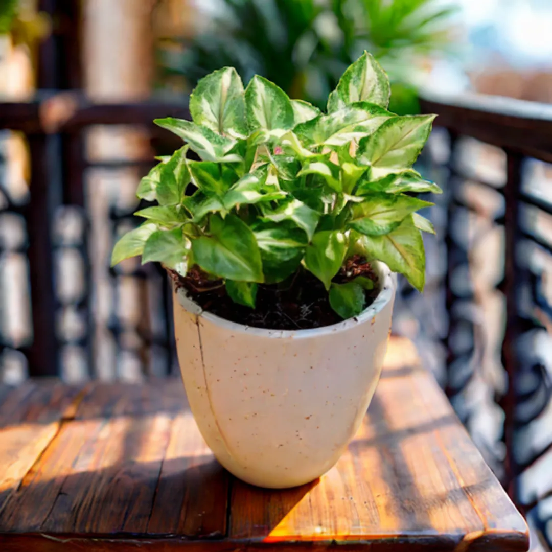 Syngonium Green Narrow Leaf in 4 Inch Classy White Cup Ceramic Pot