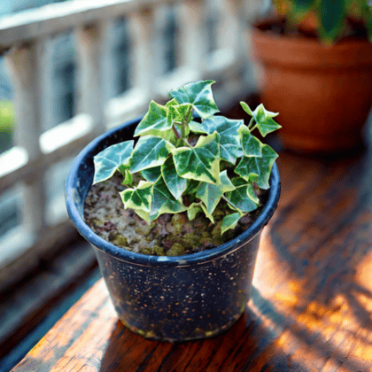 English Ivy in 6 Inch Nursery Pot