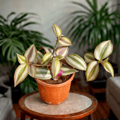 Wandering jew in 4 Inch Nursery Pot