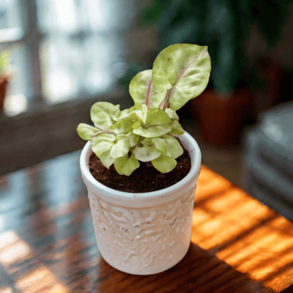Syngonium White in 4 Inch Ceramic Pot