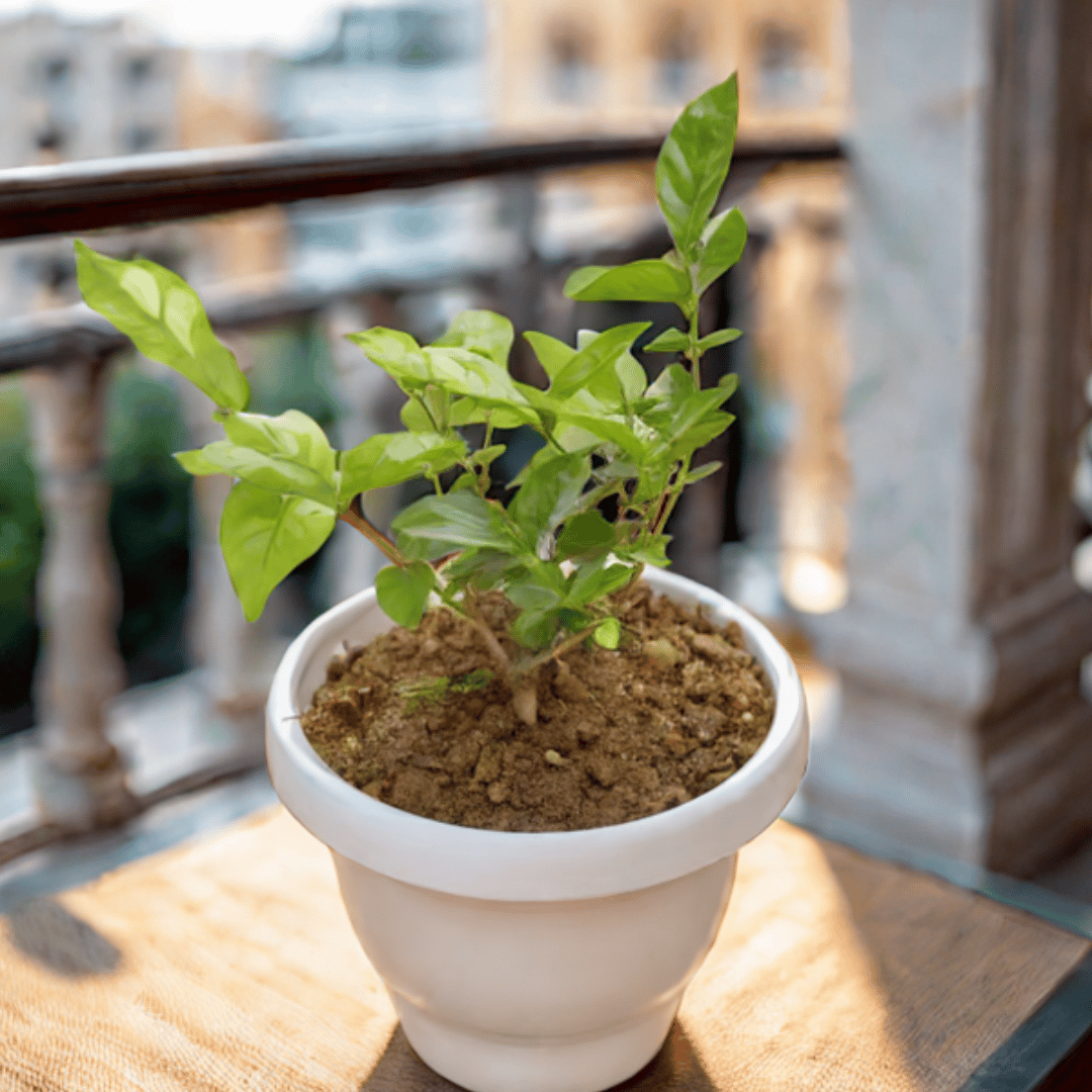 Motia Jasmine White in 8 Inch Classy White Plastic Pot