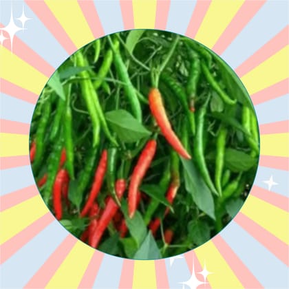 Free Gift - Chilli / Mirchi Jawala Seeds - Excellent Germination - Flash Sale