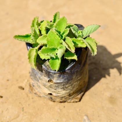 Ajwain Plant in 4 inch Nursery Bag