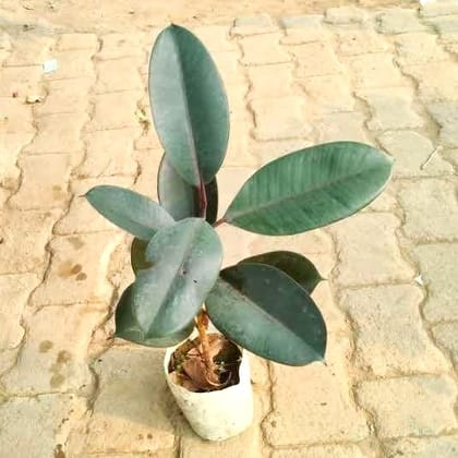 Rubber plant in 5 Inch Nursery Bag