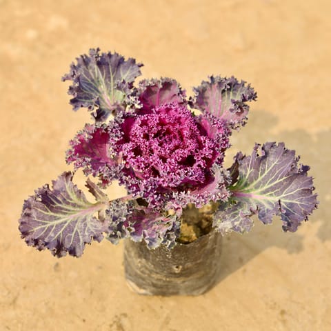 Kale Purple in 4 Inch Nursery Bag
