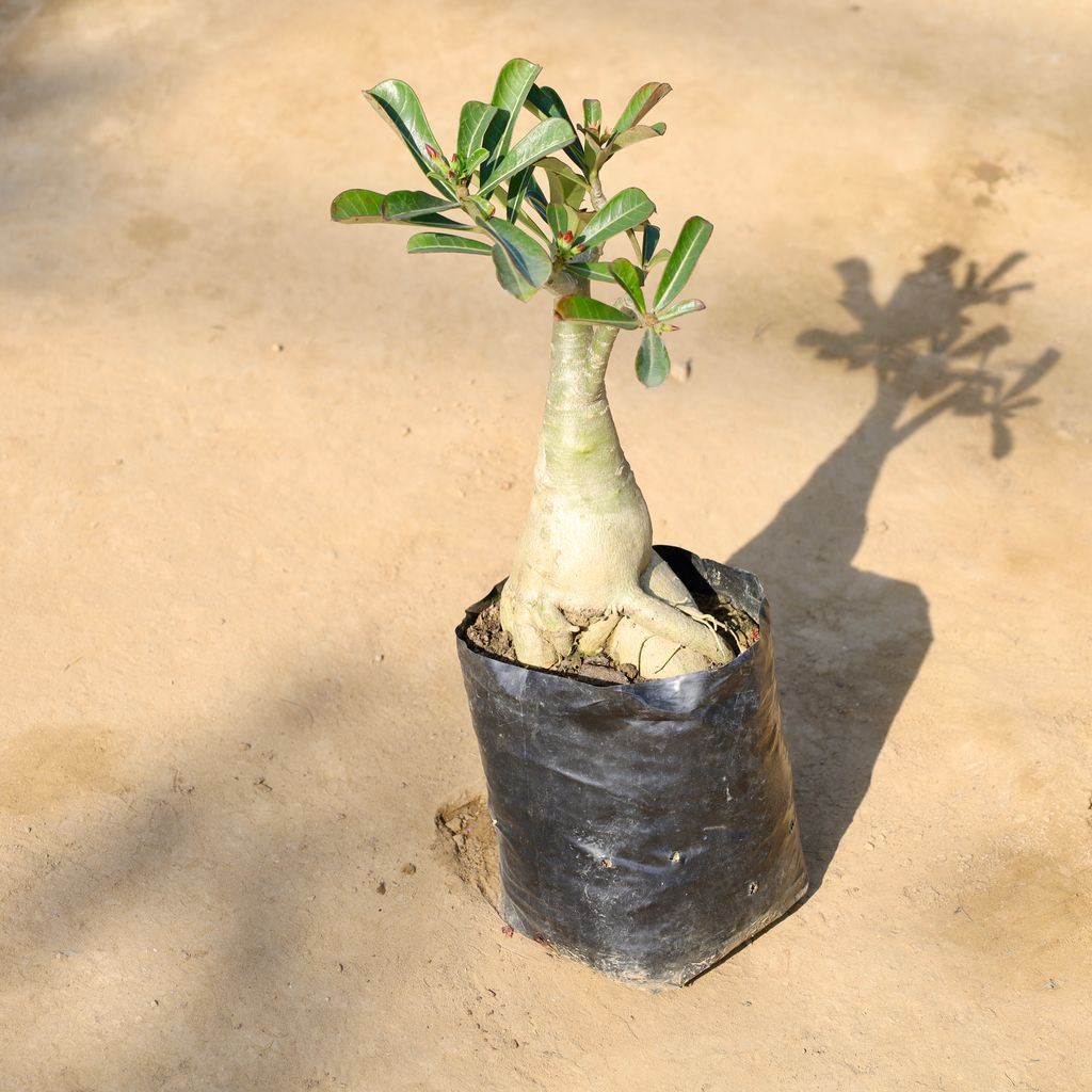 Buy Adenium Bonsai (Any Colour) 7 years old in 8 Inch Nursery bag | Urvann.com Adenium Bonsai (Any Colour) 7 years old in 8 Inch Nursery bag