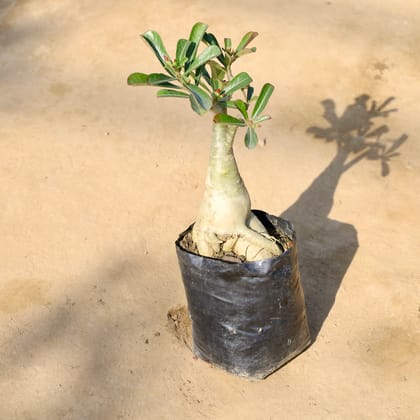 Buy Adenium Bonsai (Any Colour) 7 years old in 8 Inch Nursery bag | Urvann.com