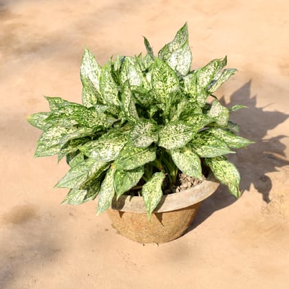 Buy Aglaonema Snow White in 14 Inch Clay pot | Urvann.com