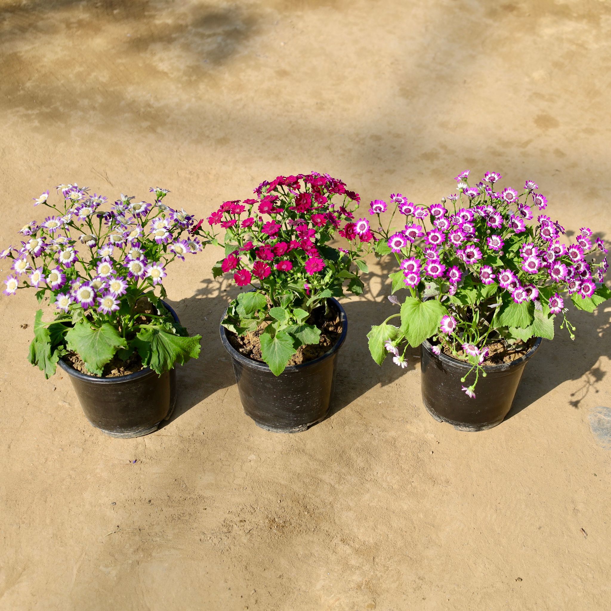 Set of 3 - Cineraria Dwarf (Any Colour) in 6 Inch Nursery Pot