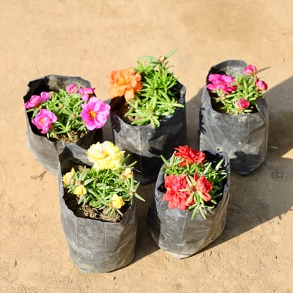 Buy Set of 5 - Portulaca Moss Rose (Any colour) in 4 Inch Nursery bag | Urvann.com