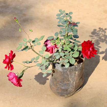 Buy Kashmiri Rose / Gulab Red in 7 Inch Nursery bag | Urvann.com