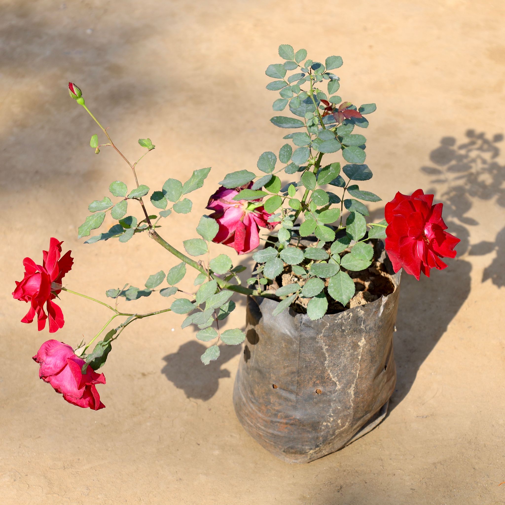Kashmiri Rose / Gulab Red in 7 Inch Nursery bag