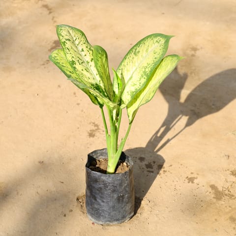 Aglaonema Pinky in 4 Inch Nursery bag