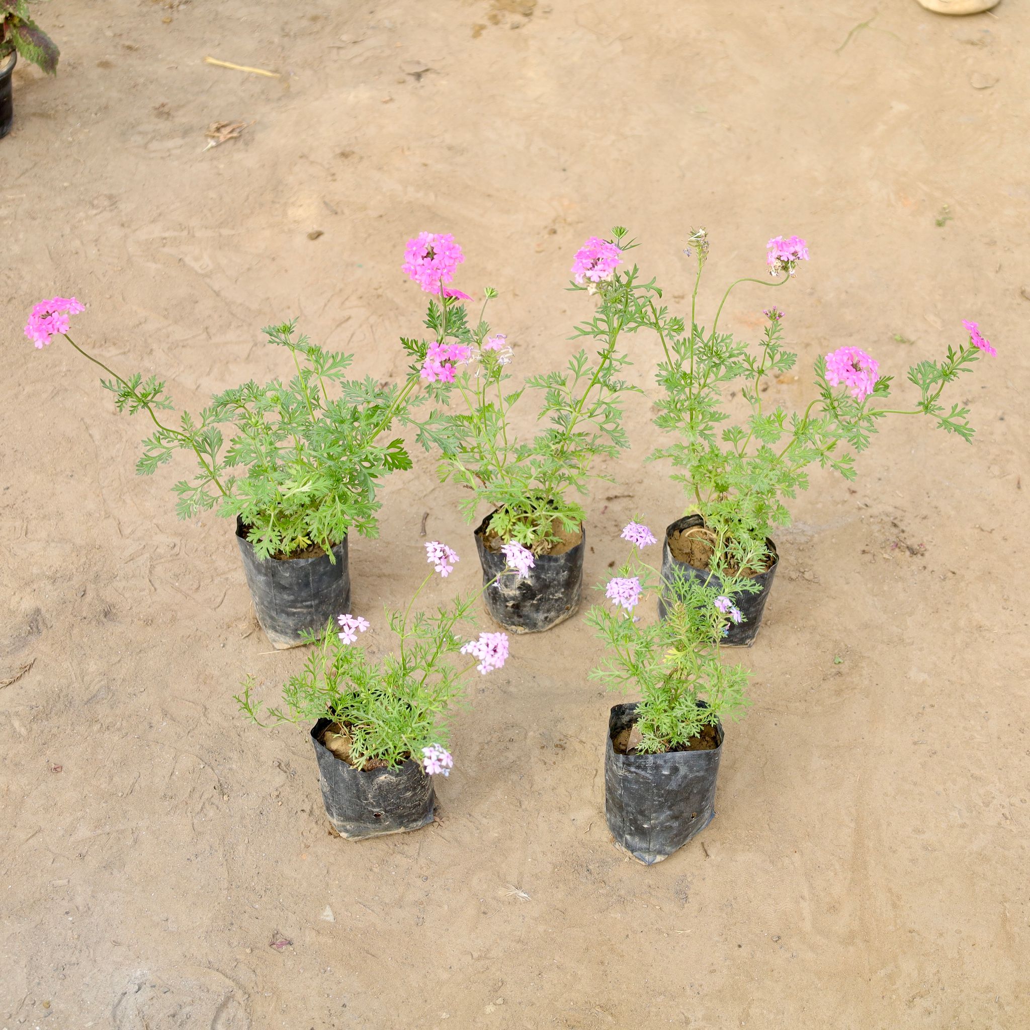 Set of 5 - Verbena (Any Colour) in 4 Inch Nursery bag