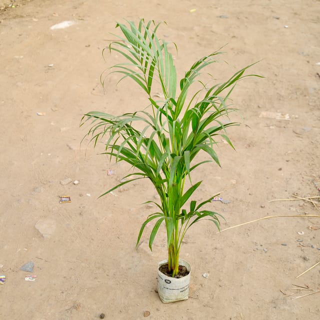 Areca Palm (~ 2 Ft) in 6 Inch Nursery bag